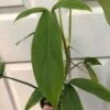 Philodendron 'Tripartitum' Plant In 4" Pot -Cheap Plantly Store IMG 7479 rotated 1