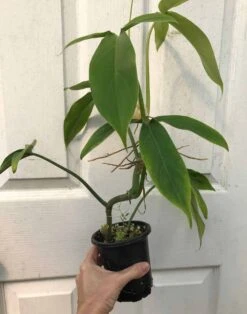 Philodendron 'Tripartitum' Plant In 4" Pot -Cheap Plantly Store IMG 7480 rotated 1