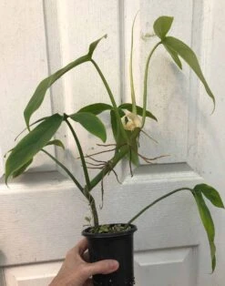 Philodendron 'Tripartitum' Plant In 4" Pot -Cheap Plantly Store IMG 7481 rotated 1