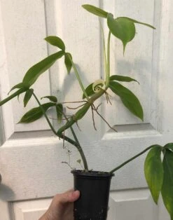 Philodendron 'Tripartitum' Plant In 4" Pot -Cheap Plantly Store IMG 7482 rotated 1