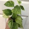 Marble Queen Pothos In 4" Pot - Epipremnum Aureum Marble Queen 1 Marble Queen Pothos In 4" Pot - Epipremnum Aureum Marble Queen -Cheap Plantly Store IMG 7483 rotated 1