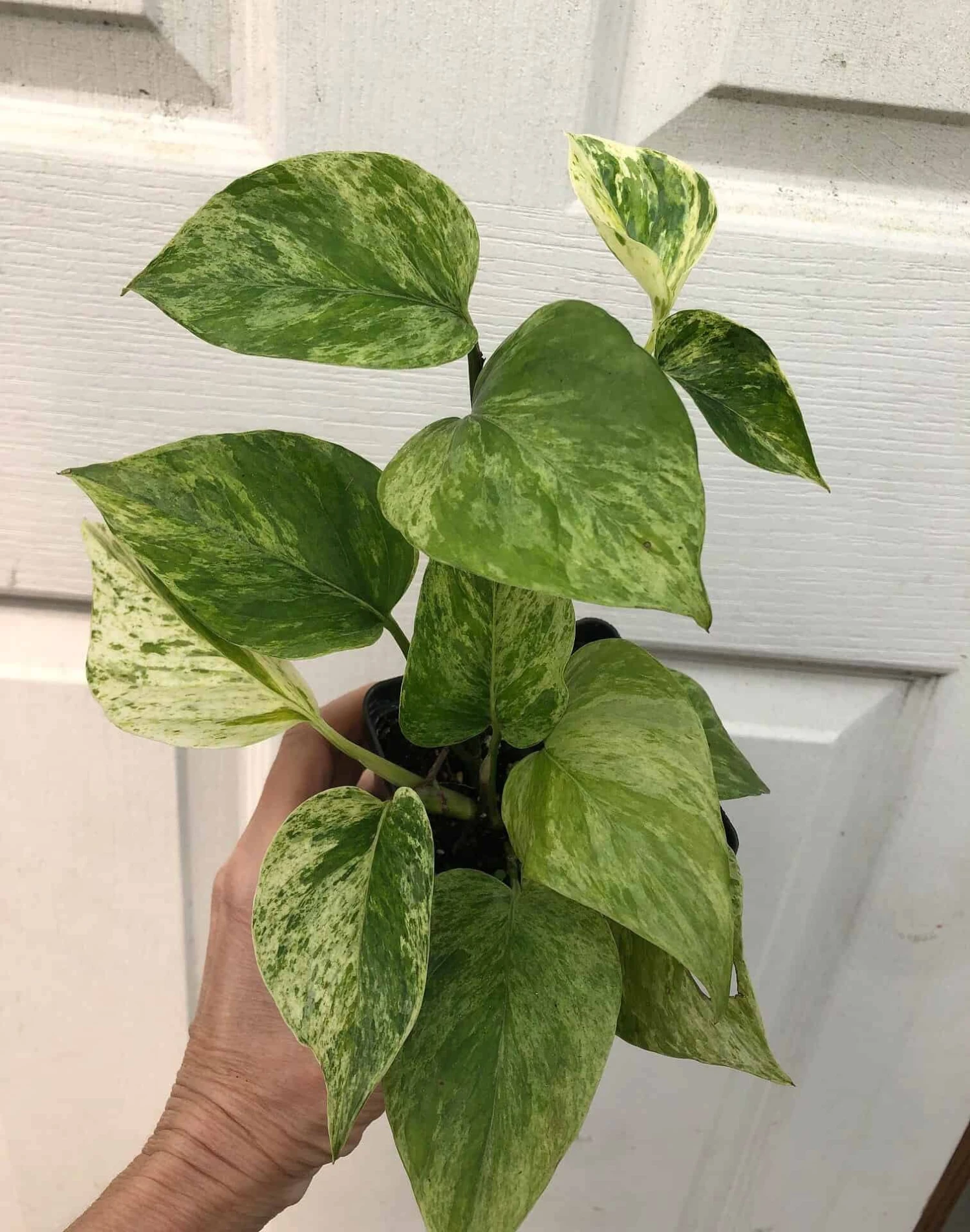 Marble Queen Pothos In 4" Pot - Epipremnum Aureum Marble Queen 3 Marble Queen Pothos In 4" Pot - Epipremnum Aureum Marble Queen