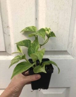 Marble Queen Pothos In 4" Pot - Epipremnum Aureum Marble Queen 9 Marble Queen Pothos In 4" Pot - Epipremnum Aureum Marble Queen -Cheap Plantly Store IMG 7484 rotated 1
