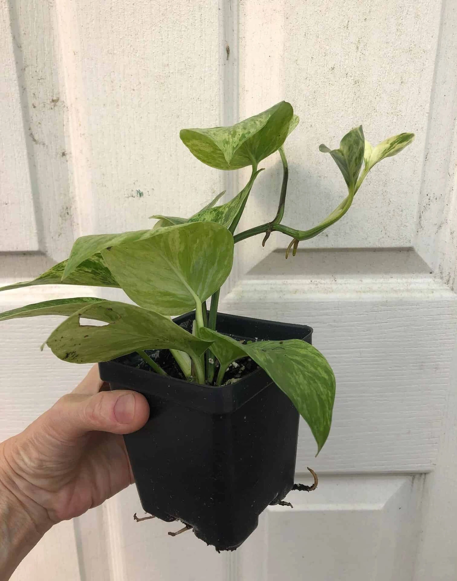 Marble Queen Pothos In 4" Pot - Epipremnum Aureum Marble Queen 5 Marble Queen Pothos In 4" Pot - Epipremnum Aureum Marble Queen - Image 3