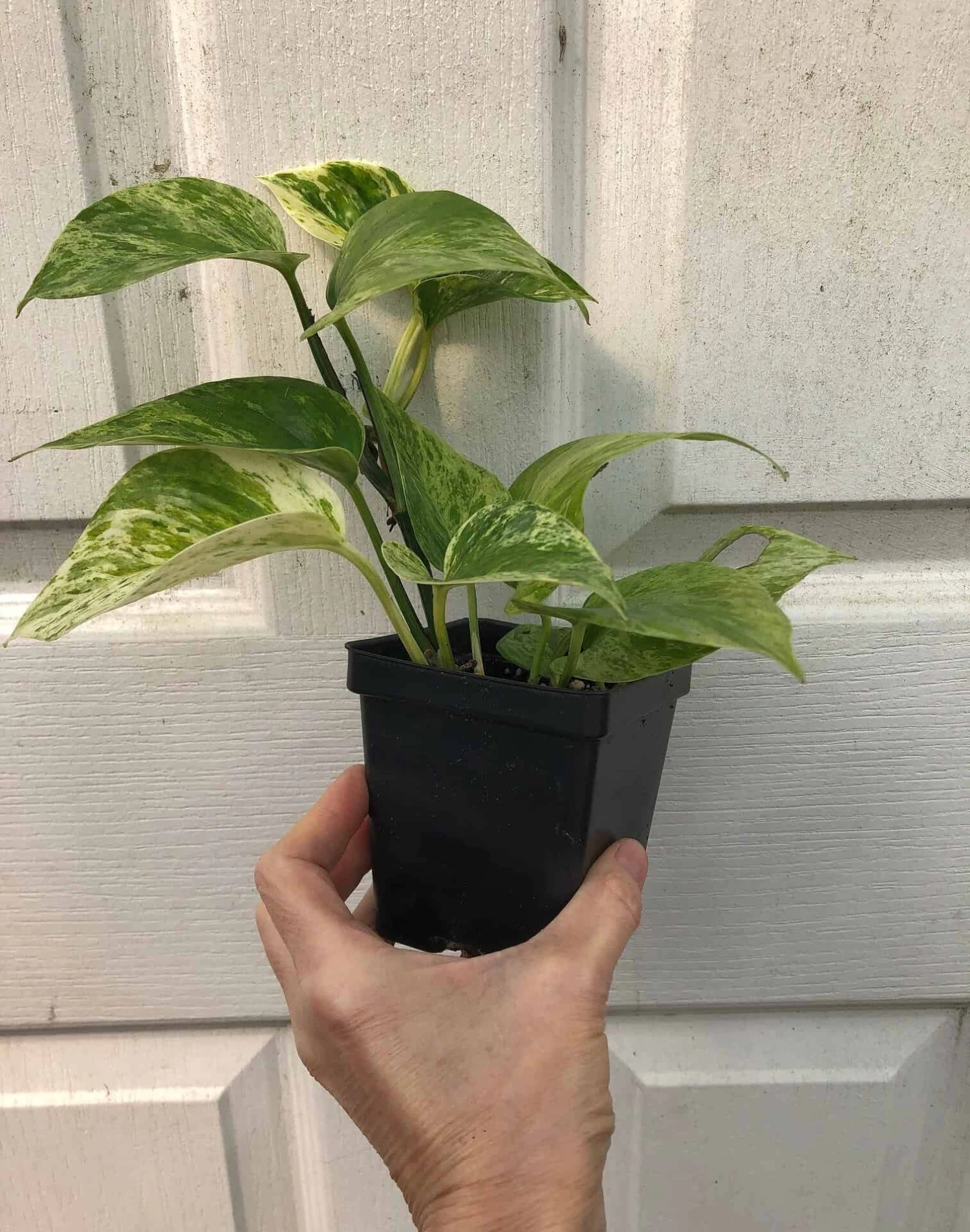 Marble Queen Pothos In 4" Pot - Epipremnum Aureum Marble Queen 4 Marble Queen Pothos In 4" Pot - Epipremnum Aureum Marble Queen - Image 2