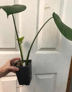 Syngonium Chiapense Plant In 4" Pot -Cheap Plantly Store IMG 7494 rotated 1