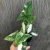 Syngonium Podophyllum 'Albo' Variegated - Arrowhead Plant In 3 Inch Pot 2 Syngonium Podophyllum 'Albo' Variegated - Arrowhead Plant In 3 Inch Pot -Cheap Plantly Store IMG 7517 rotated 1