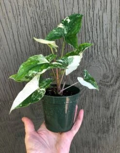 Syngonium Podophyllum 'Albo' Variegated - Arrowhead Plant In 3 Inch Pot -Cheap Plantly Store IMG 7518 rotated 1