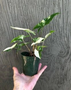 Syngonium Podophyllum 'Albo' Variegated - Arrowhead Plant In 3 Inch Pot -Cheap Plantly Store IMG 7519 rotated 1