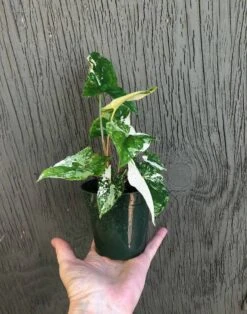Syngonium Podophyllum 'Albo' Variegated - Arrowhead Plant In 3 Inch Pot -Cheap Plantly Store IMG 7520 rotated 1