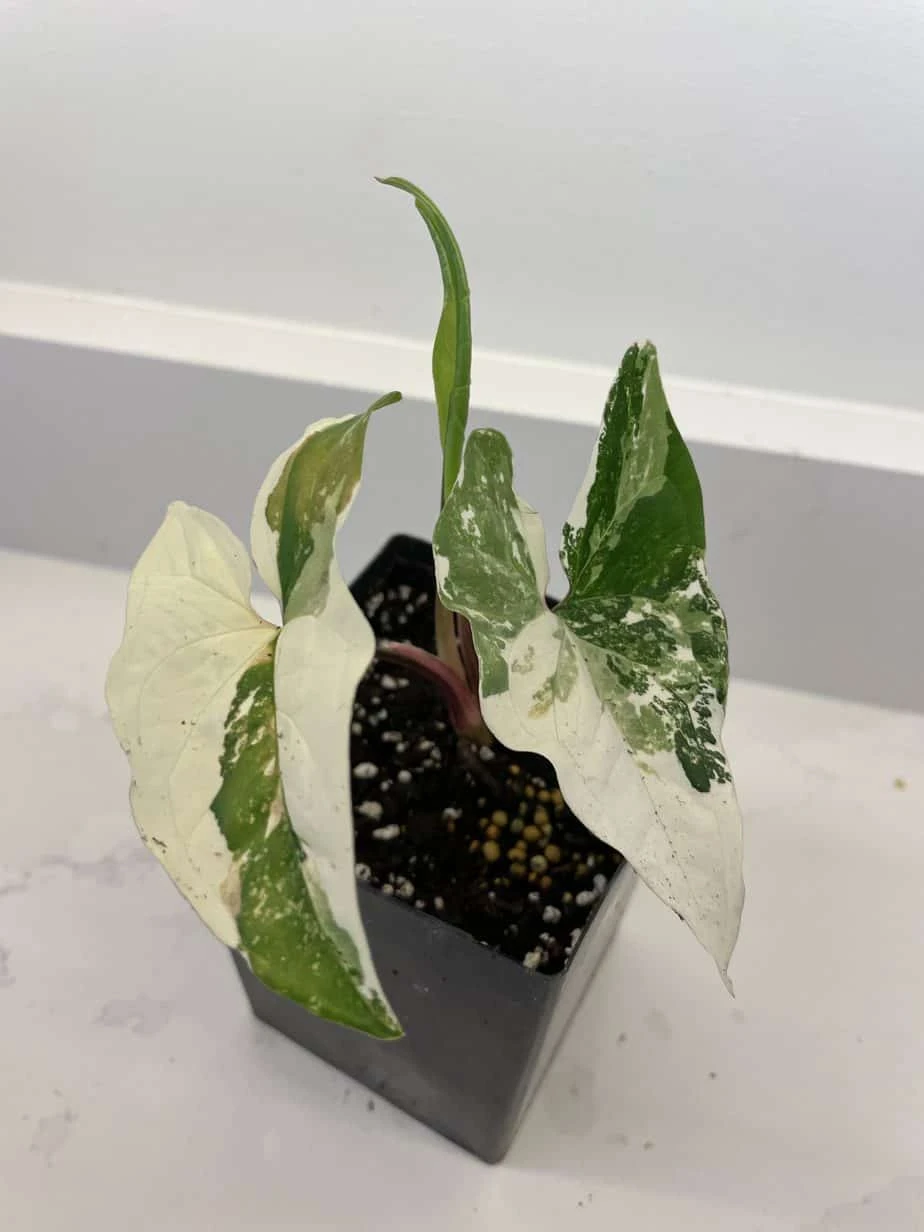 Syngonium Podophyllum "Albo-variegatum" 3 Syngonium Podophyllum "Albo-variegatum"