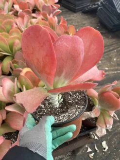 Kalanchoe | Paddle Plant | Flapjack