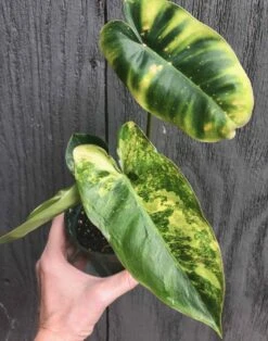 Philodendron Burle Marx Variegated In 3.5 Inch Pot -Cheap Plantly Store IMG 7589 rotated 1