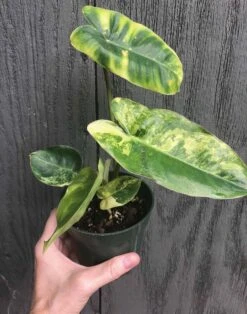 Philodendron Burle Marx Variegated In 3.5 Inch Pot -Cheap Plantly Store IMG 7590 rotated 1
