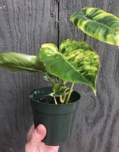 Philodendron Burle Marx Variegated In 3.5 Inch Pot -Cheap Plantly Store IMG 7591 rotated 1