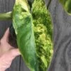 Philodendron Burle Marx Variegated In 3.5 Inch Pot -Cheap Plantly Store IMG 7593 rotated 1
