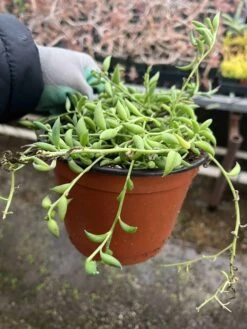Senecio Radicans | String Of Bananas | 6" Pot