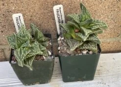 Succulent- Faucaria Tuberculosa - -Cheap Plantly Store IMG 7718