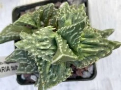 Succulent- Faucaria Tuberculosa - -Cheap Plantly Store IMG 7719