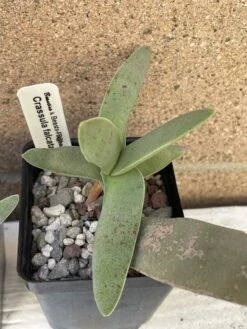 Succulent- Crassula Falcata- Succulent- -Cheap Plantly Store IMG 7723
