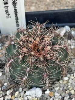 Cactus- Gymnocalycium Bruchii -Cheap Plantly Store IMG 7738