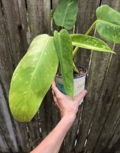 Philodendron Jose Bueno Variegated Houseplant In 5" Pot