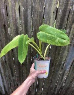 Philodendron Jose Bueno Variegated Houseplant In 5" Pot -Cheap Plantly Store IMG 7819 rotated 1