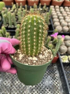 Trichocereus Grandiflorus Hybrid -Cheap Plantly Store IMG 7841 rotated 2