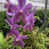 Aranda Blue Giant Orchid Comes In A 4" Pot