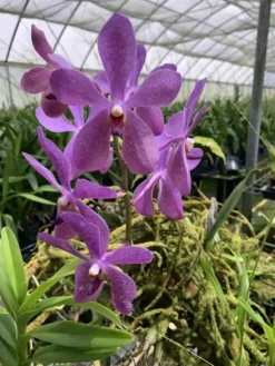 Aranda Blue Giant Orchid Comes In A 4" Pot