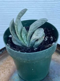 Succulent- Gasteria 'Sakura Fuji' -Cheap Plantly Store IMG 7994