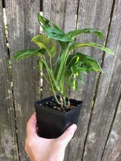 Monstera Adansonii (Friedrichsthalii) Plant - Swiss Cheese Plant In 4 -Cheap Plantly Store IMG 8039 rotated 1