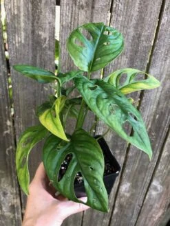 Monstera Adansonii (Friedrichsthalii) Plant - Swiss Cheese Plant In 4 -Cheap Plantly Store IMG 8041 rotated 1
