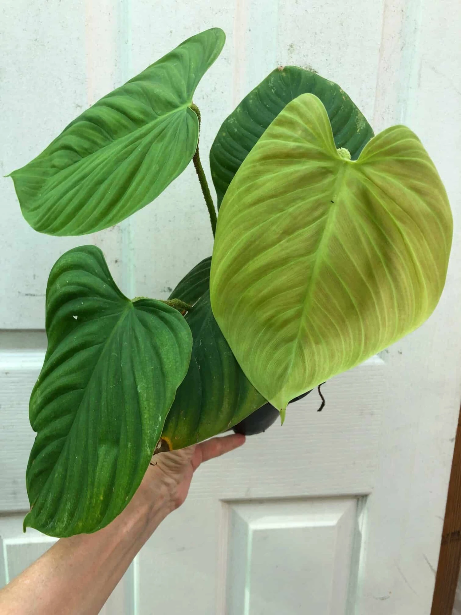 Philodendron Fuzzy Petiole Plant In 4" Pot 3 Philodendron Fuzzy Petiole Plant In 4" Pot