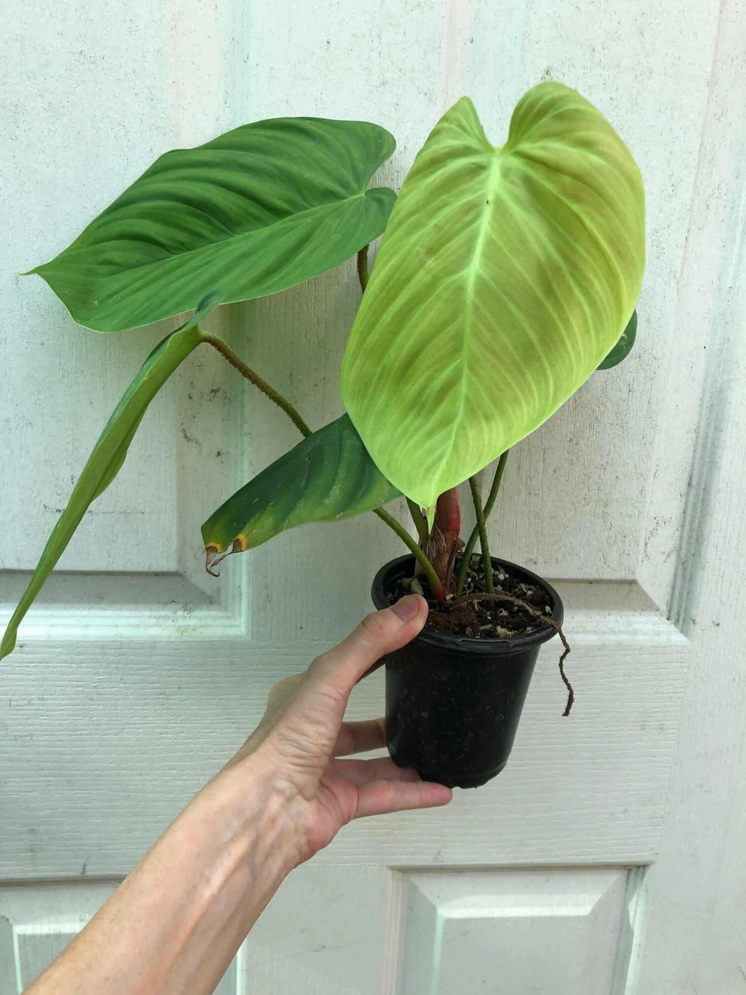 Philodendron Fuzzy Petiole Plant In 4" Pot 4 Philodendron Fuzzy Petiole Plant In 4" Pot - Image 2