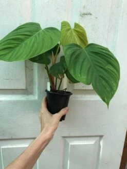 Philodendron Fuzzy Petiole Plant In 4" Pot 8 Philodendron Fuzzy Petiole Plant In 4" Pot -Cheap Plantly Store IMG 8064 rotated 1