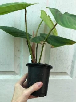 Philodendron Fuzzy Petiole Plant In 4" Pot 9 Philodendron Fuzzy Petiole Plant In 4" Pot -Cheap Plantly Store IMG 8065 rotated 1