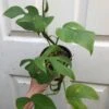 Rhaphidiphora Tetrasperma, Mini Monstera In 4" Pot, Established Plant, Ships In Pot -Cheap Plantly Store IMG 8078 rotated 1