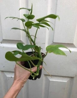 Rhaphidiphora Tetrasperma, Mini Monstera In 4" Pot, Established Plant, Ships In Pot -Cheap Plantly Store IMG 8079 rotated 1