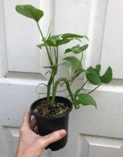 Rhaphidiphora Tetrasperma, Mini Monstera In 4" Pot, Established Plant, Ships In Pot -Cheap Plantly Store IMG 8081 rotated 1