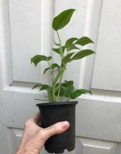 Rhaphidiphora Tetrasperma, Mini Monstera In 4" Pot, Established Plant, Ships In Pot -Cheap Plantly Store IMG 8082 rotated 1