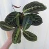Maranta Red 'Prayer Plant' - Maranta Leuconeura In 3 Or 4" Pot -Cheap Plantly Store IMG 8107 rotated 1