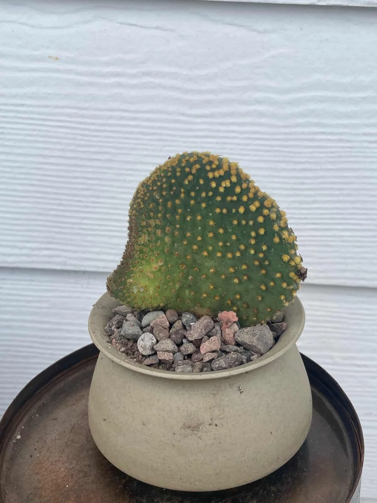 Cactus -Opuntia Microdasys Var. Pallida F. Cristata 5 Cactus -Opuntia Microdasys Var. Pallida F. Cristata - Image 3