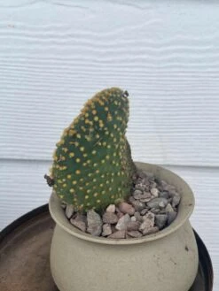 Cactus -Opuntia Microdasys Var. Pallida F. Cristata 8 Cactus -Opuntia Microdasys Var. Pallida F. Cristata -Cheap Plantly Store IMG 8110