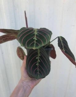 Maranta Red 'Prayer Plant' - Maranta Leuconeura In 3 Or 4" Pot -Cheap Plantly Store IMG 8110 rotated 1