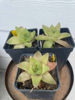 Succulent -Haworthiopsis Cymbiformis -Cheap Plantly Store IMG 8115