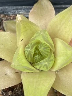 Succulent -Haworthiopsis Cymbiformis -Cheap Plantly Store IMG 8116