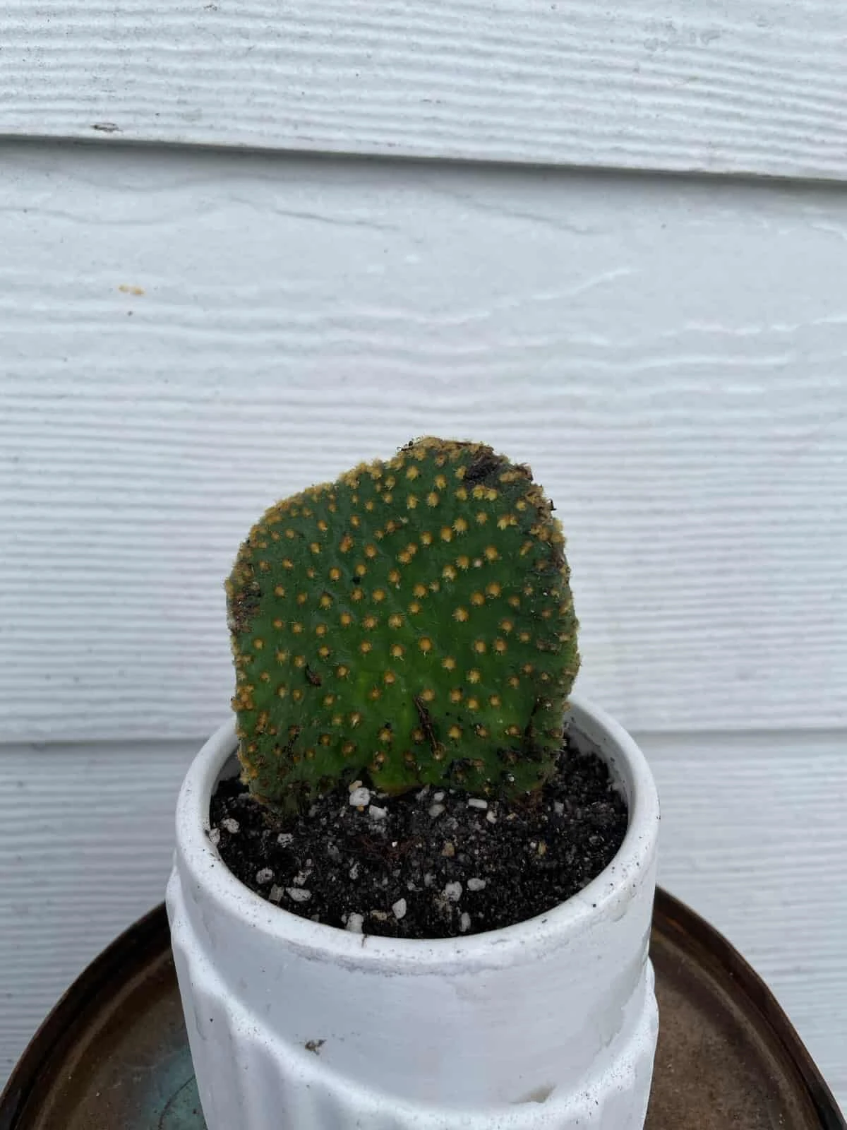 Cactus -Opuntia Microdasys Var. Pallida F. Cristata 6 Cactus -Opuntia Microdasys Var. Pallida F. Cristata - Image 4