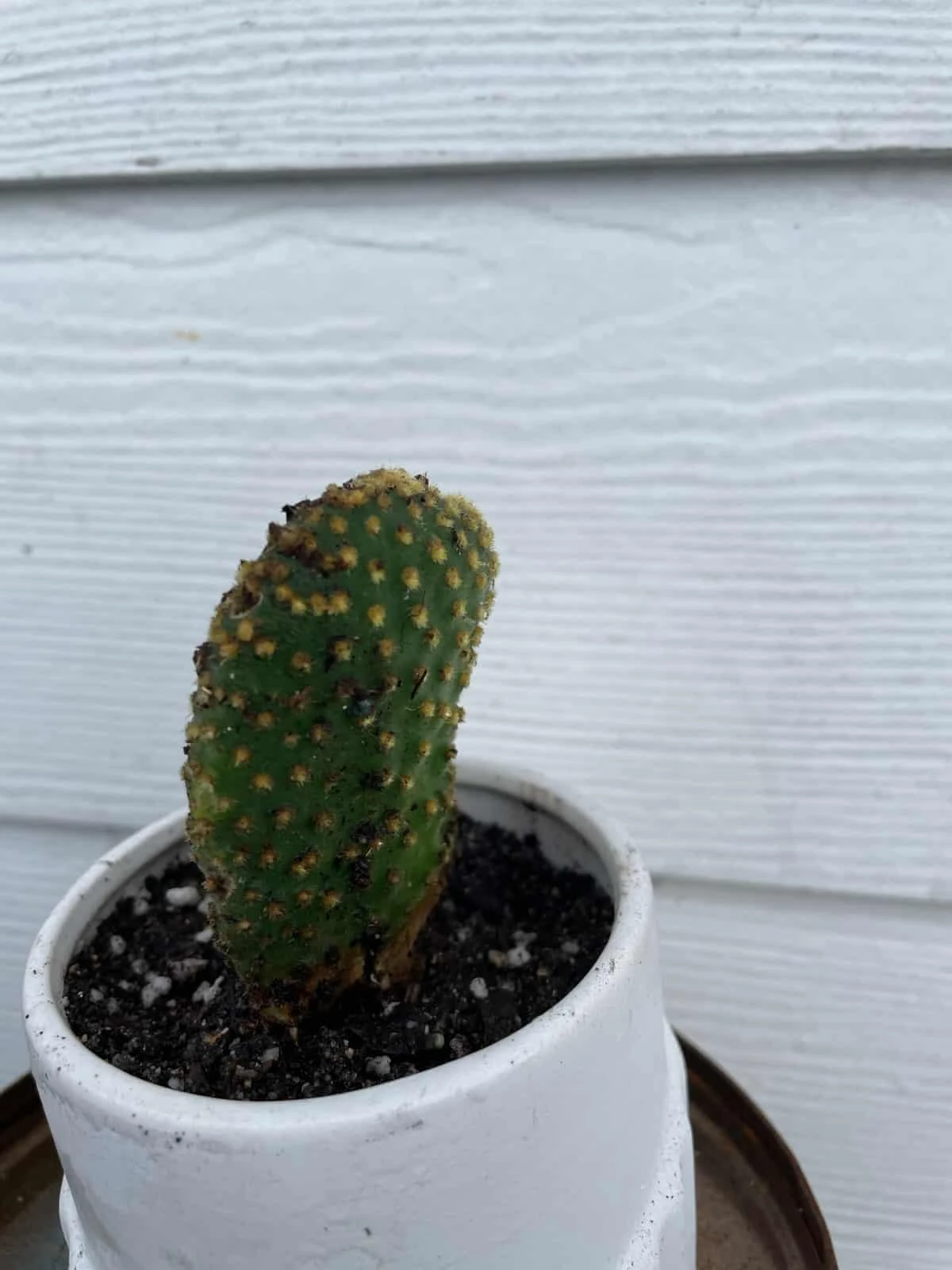 Cactus -Opuntia Microdasys Var. Pallida F. Cristata 7 Cactus -Opuntia Microdasys Var. Pallida F. Cristata - Image 5