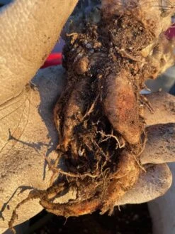 Cactus- Copiapoa Humilis Var Longispina -Cheap Plantly Store IMG 8180